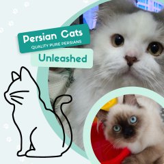 Persian Cats Unleashed